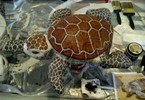 Baby turtle is finished!