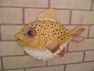 Pufferfish finished & mounted