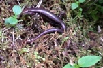 Native Salamander