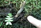Native Slug