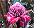 Beautiful Hawaiian Flower