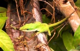 Green Anole Lizard