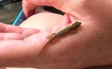 Friendly Baby Gecko