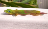 Adult Gecko