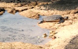 Sea Turtle relaxing in the sun