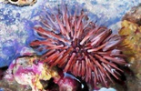 Sea Urchin