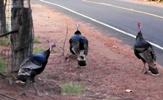 Wild Turkeys in town